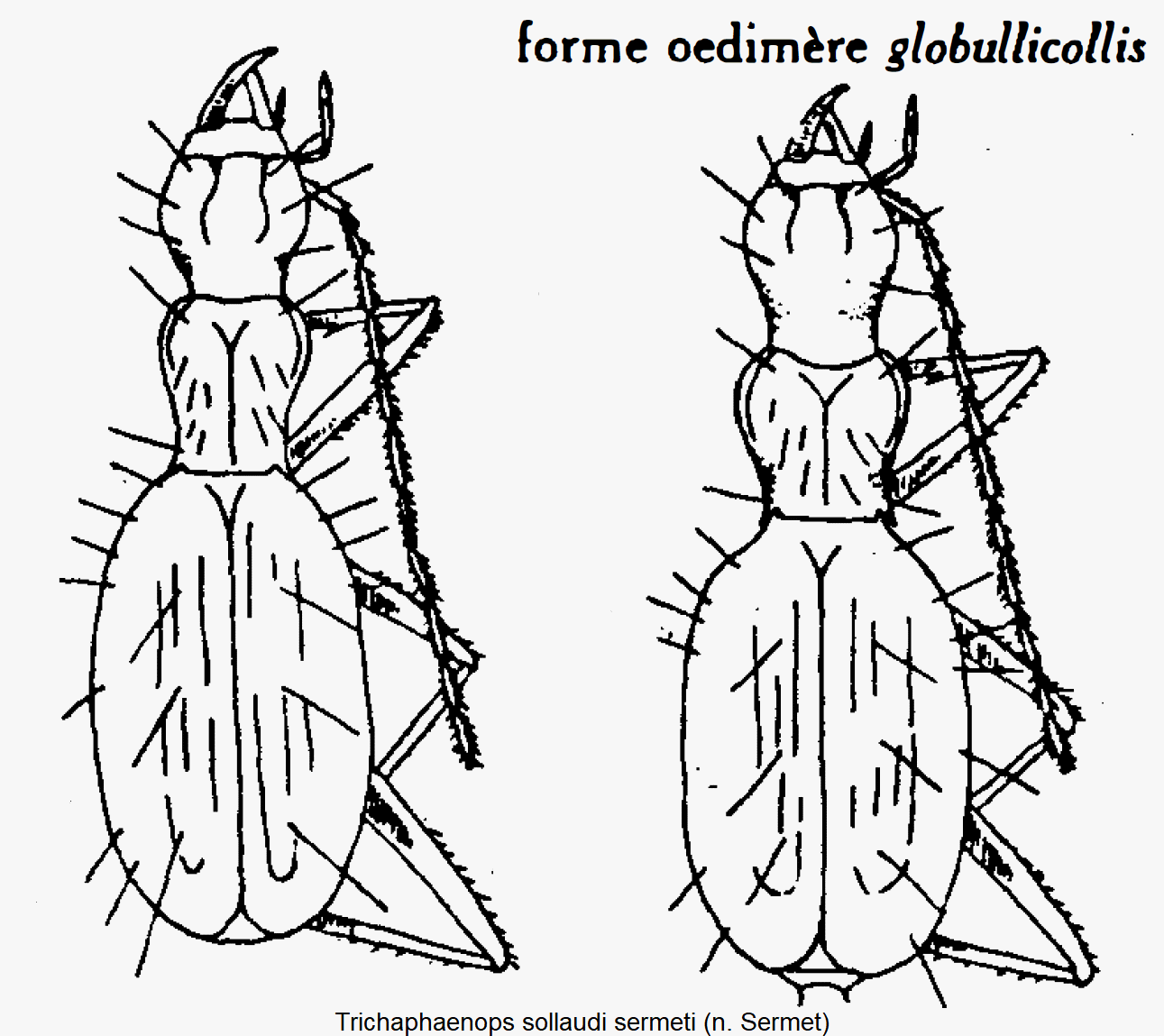 trichaphaenops_sermeti_hab.gif
