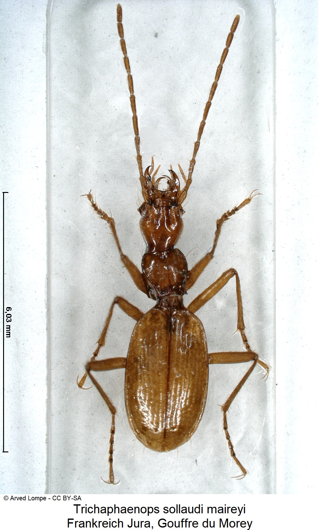 trichaphaenops_sollaudi_ck35179547_hab.jpg