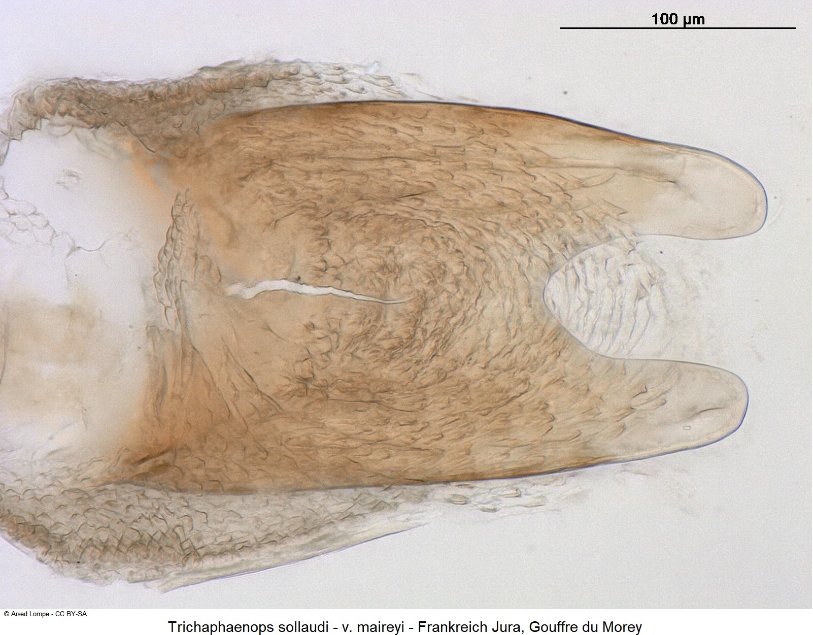 trichaphaenops_sollaudi_ck35179547_pc.jpg