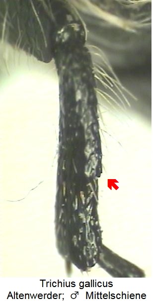 trichius_gallicus_mschn.jpg