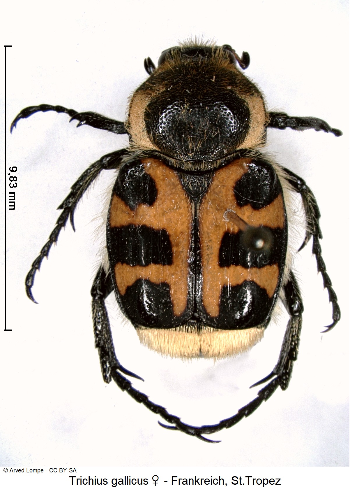 trichius_gallicus_w_ck10769_hab.jpg