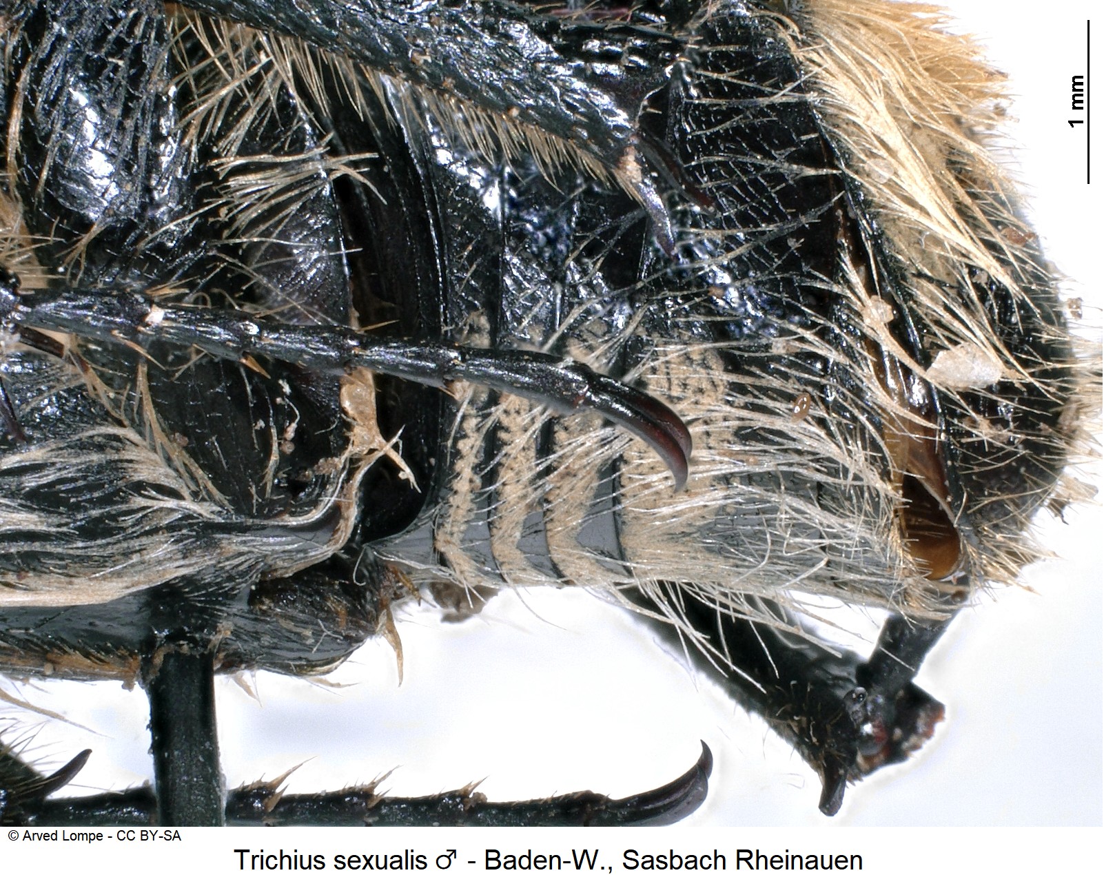 trichius_sexualis_m_ck10770_sa.jpg