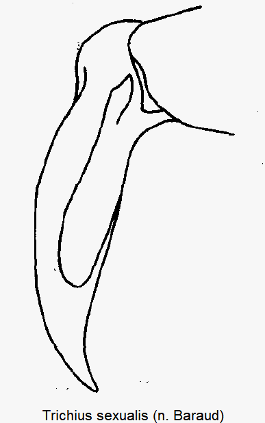 trichius_sexualis_sa_pm.gif