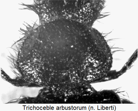 trichoceble_arbustorum_hsch.gif