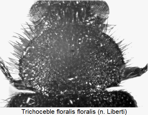 trichoceble_floralis_hsch.gif