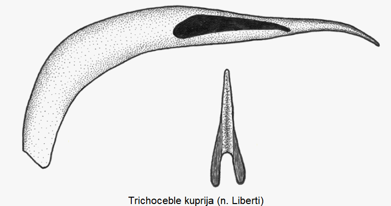 trichoceble_kuprija.gif