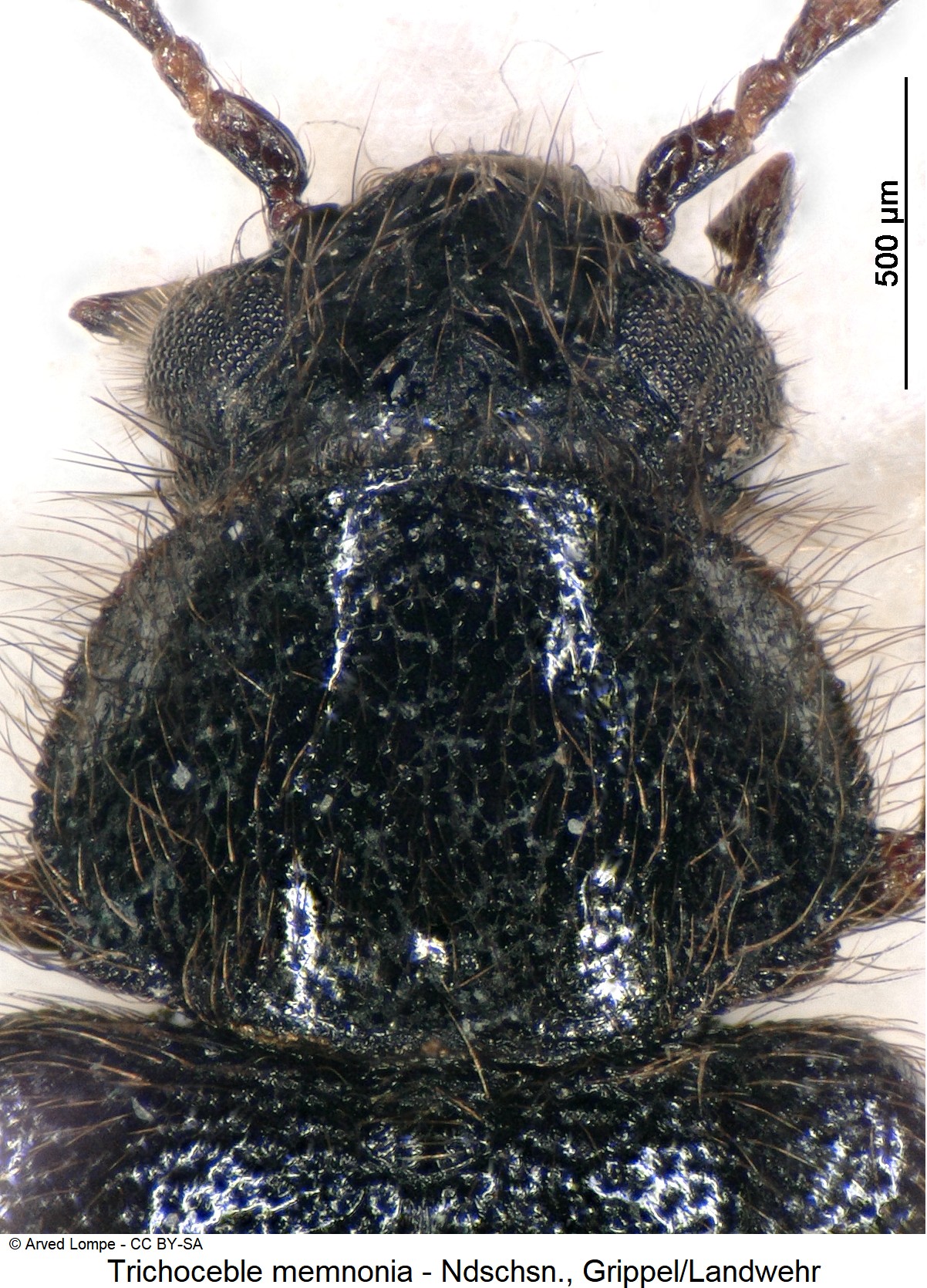 trichoceble_memnonia_ck6525_vk.jpg
