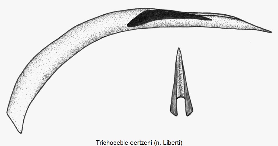 trichoceble_oertzeni.jpg
