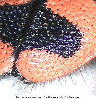 trichodes_alvearius_fld.jpg