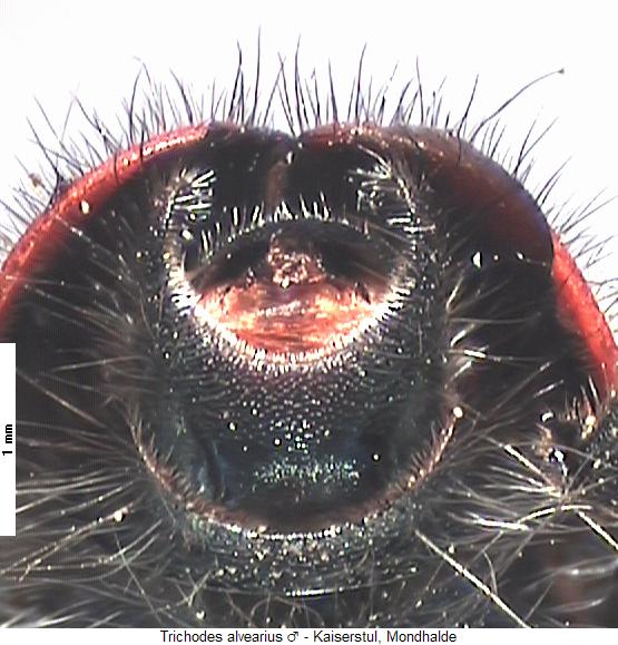 trichodes_alvearius_hlb.jpg
