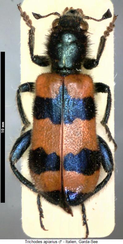 trichodes_apiarius_hab.jpg