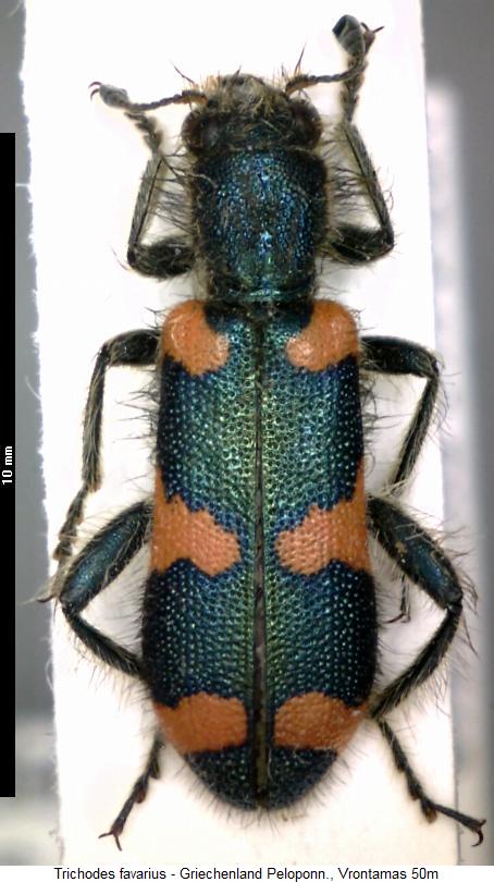 trichodes_favarius_hab.jpg