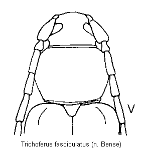 trichoferus_fasciculatus_vk.gif