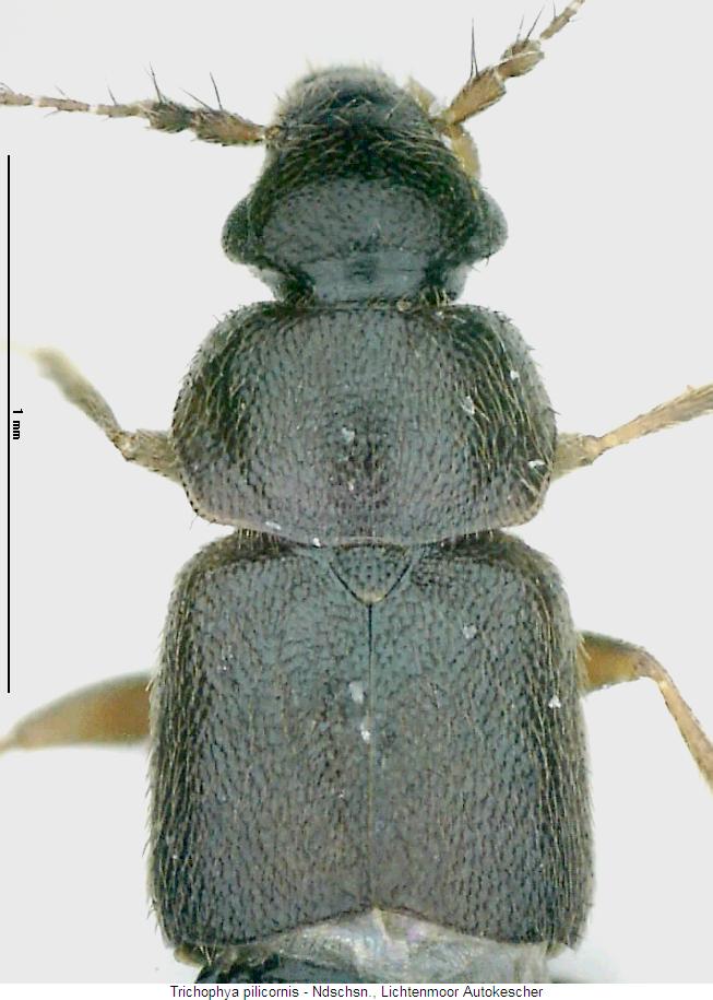 trichophya_pilicornis_vk.jpg