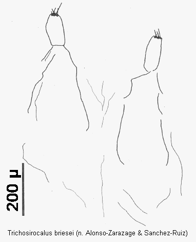 trichosirocalus_briesei_ovi.gif