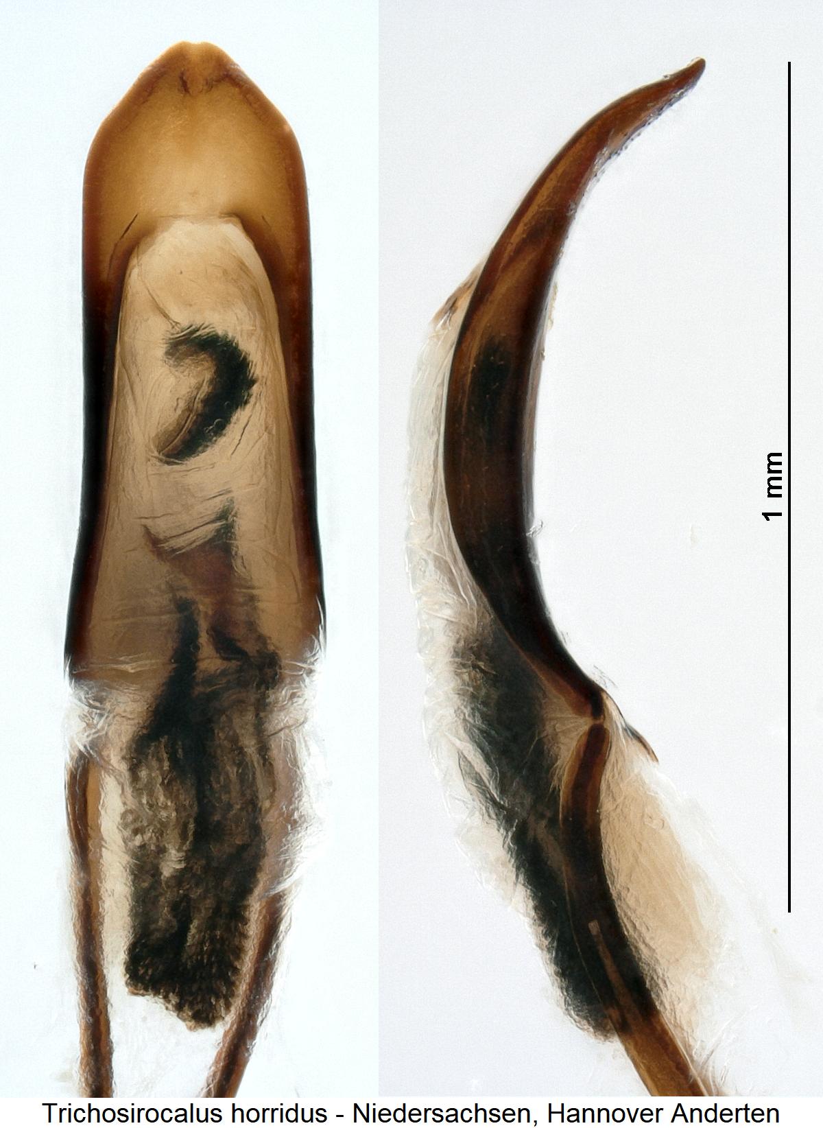trichosirocalus_horridus1.jpg