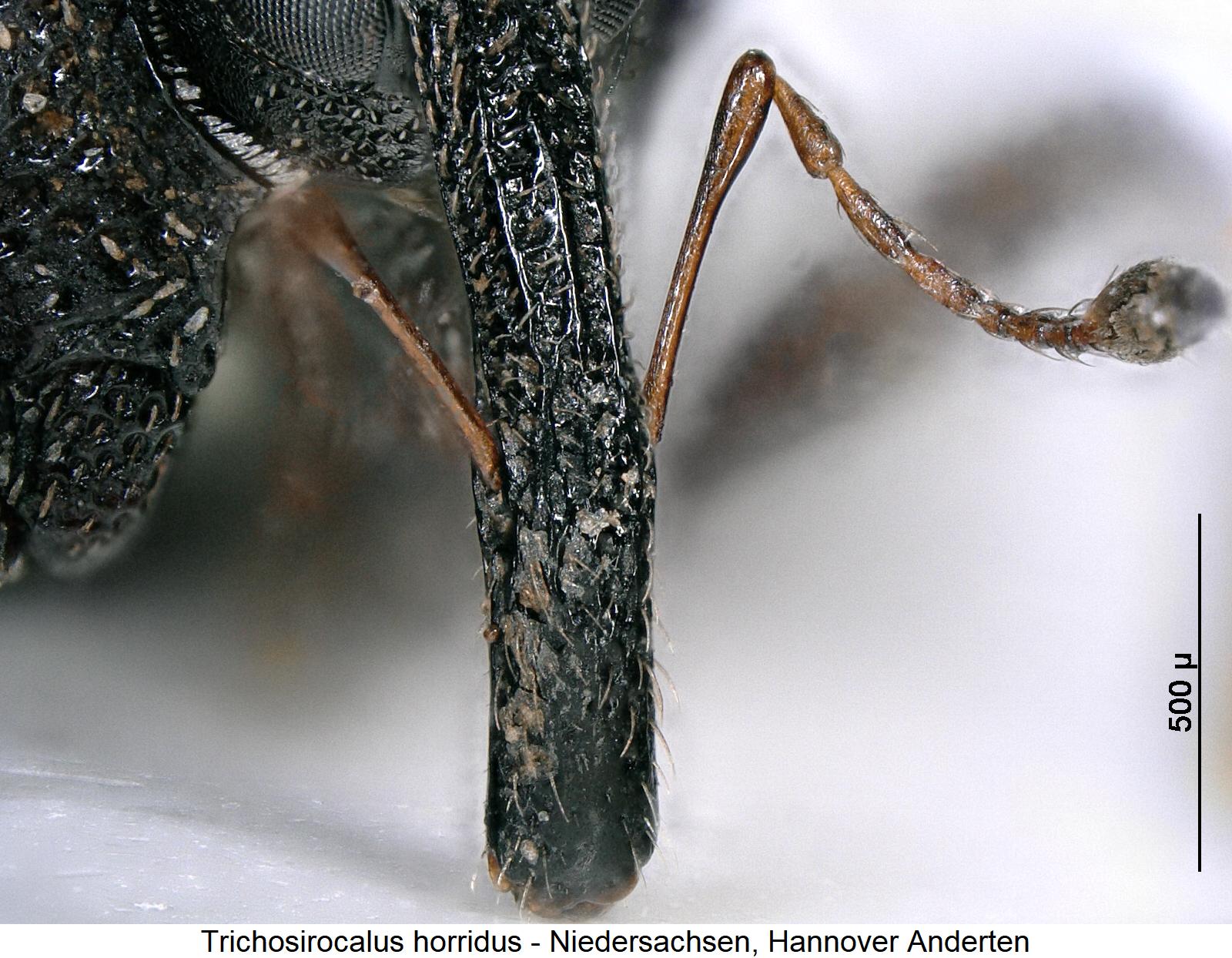 trichosirocalus_horridus_k.jpg