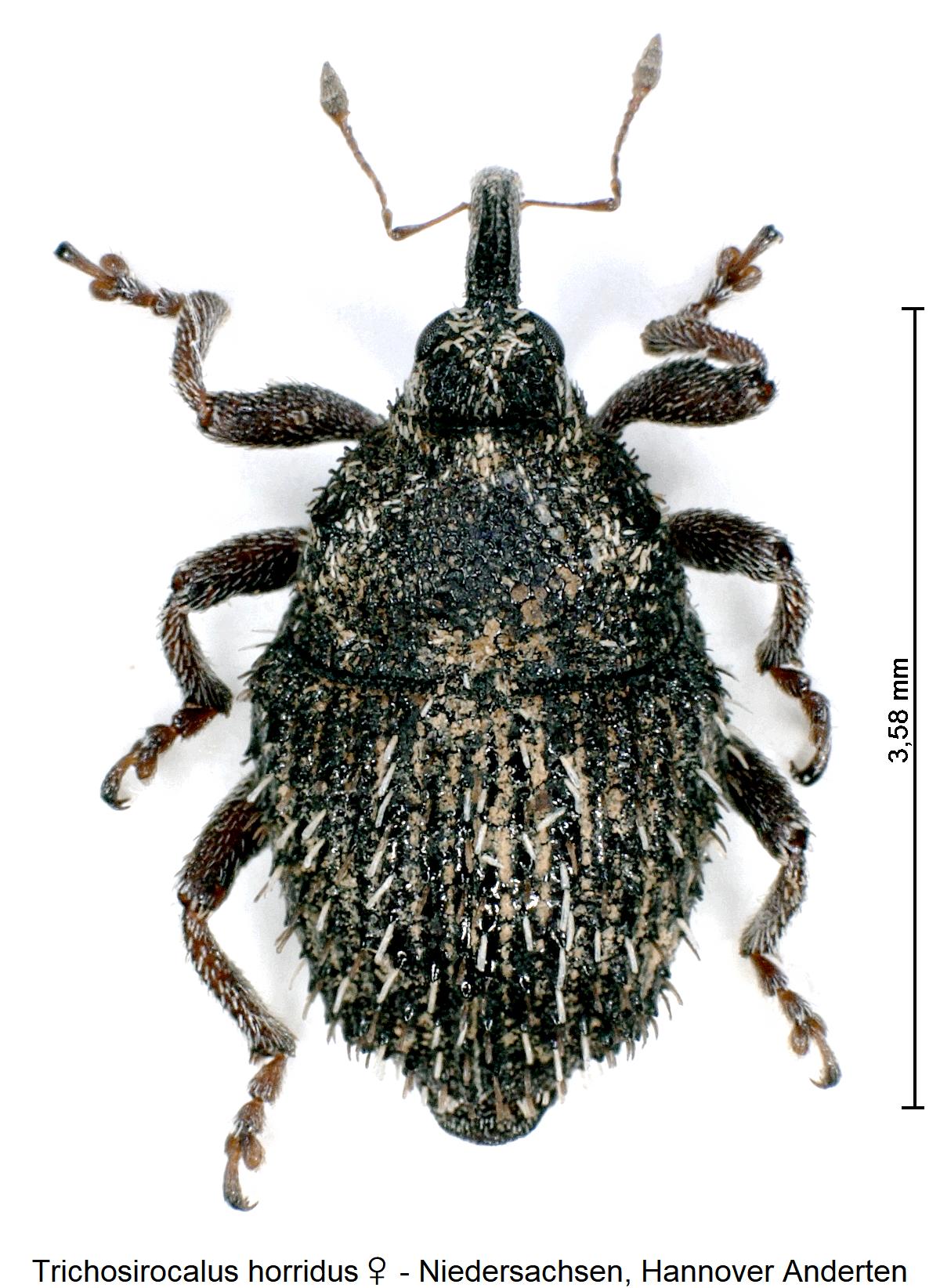 trichosirocalus_horridus_w_hab.jpg