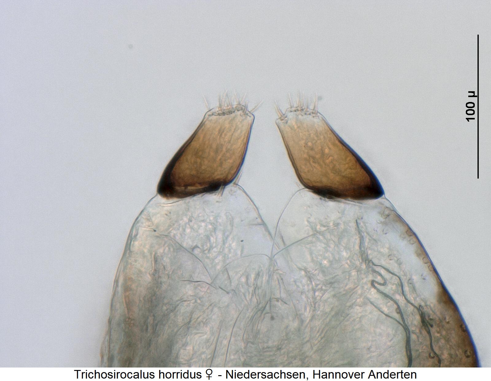 trichosirocalus_horridus_w_ovi.jpg