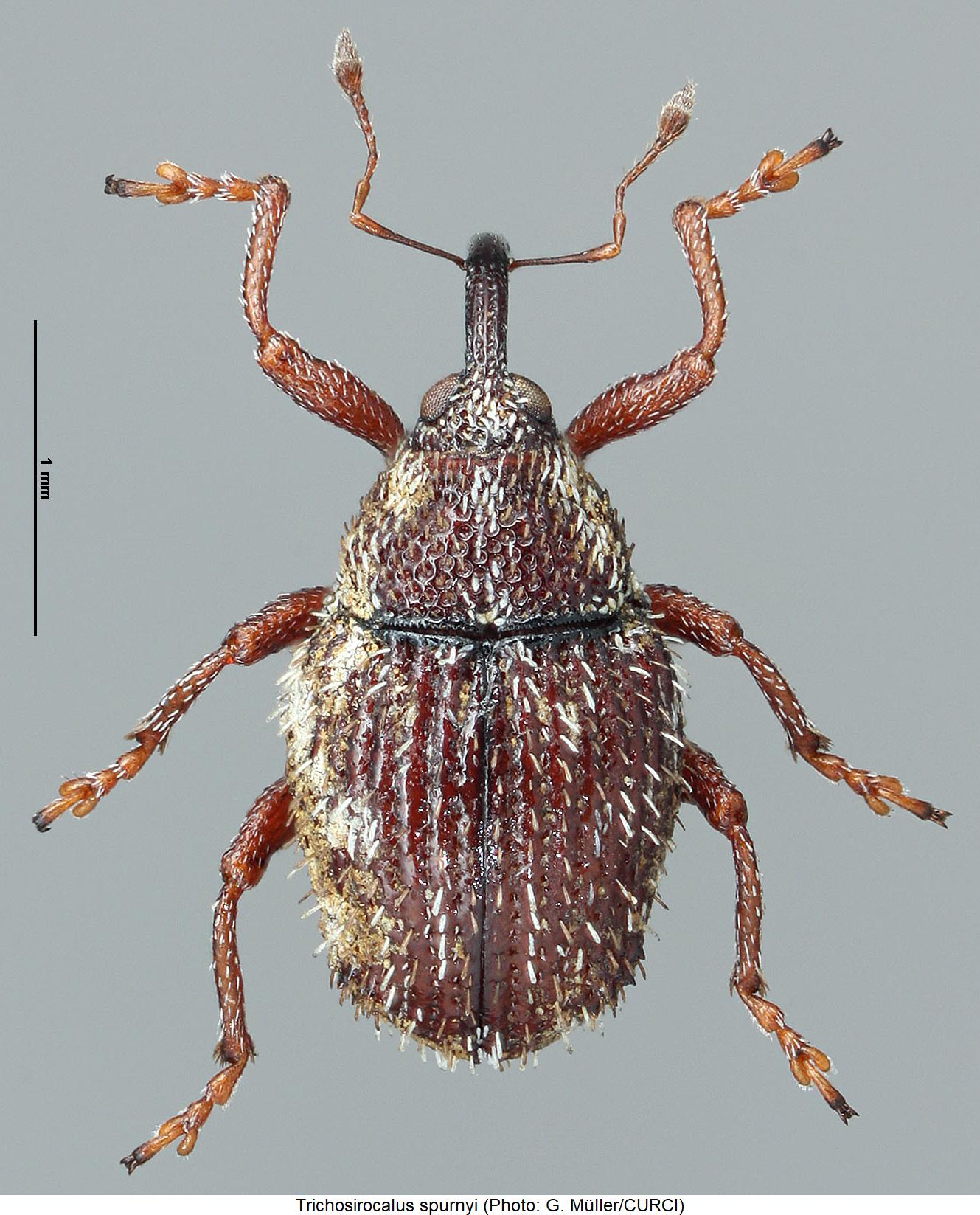 trichosirocalus_spurnyi_hab.jpg