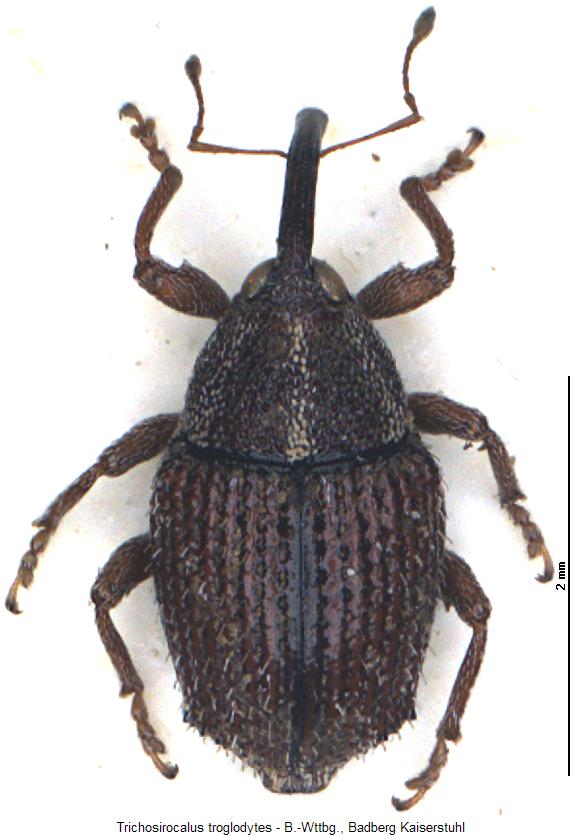 trichosirocalus_troglodytes_hab.jpg