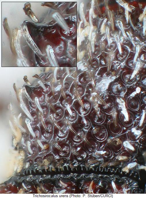 trichosirocalus_urens_hsch.jpg
