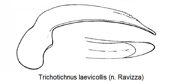 trichotichnus_laevicollis3.jpg