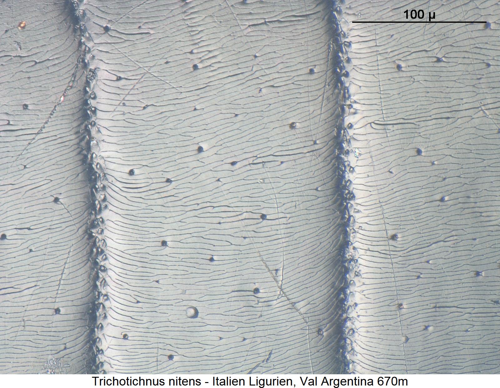 trichotichnus_nitens_ms.jpg