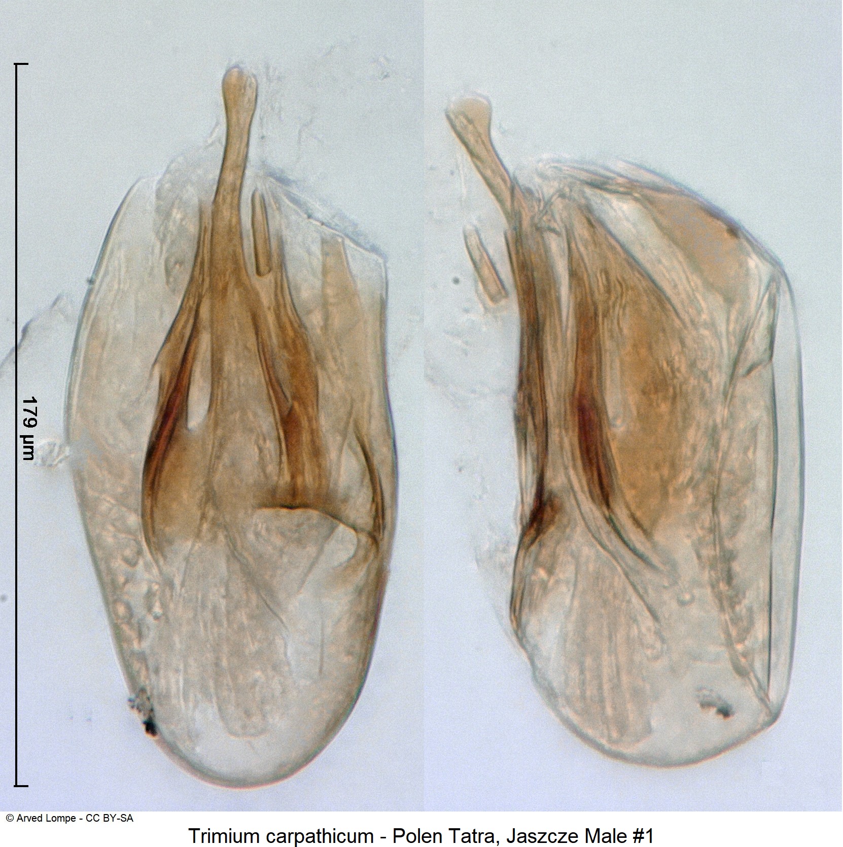trimium_carpathicum_nr1_ck34326281.jpg