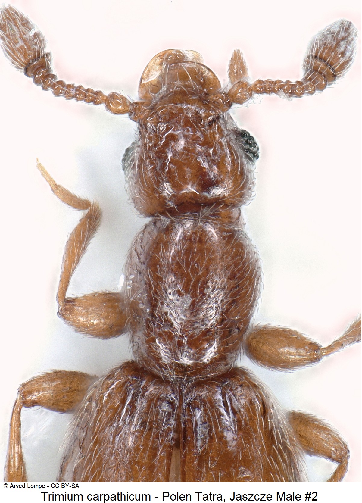 trimium_carpathicum_nr2_ck34326281_vk.jpg