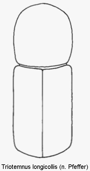 triotemnus_longicollis_hab.gif