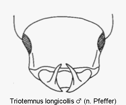triotemnus_longicollis_k.gif