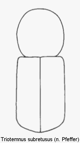 triotemnus_subretusus_hab.gif