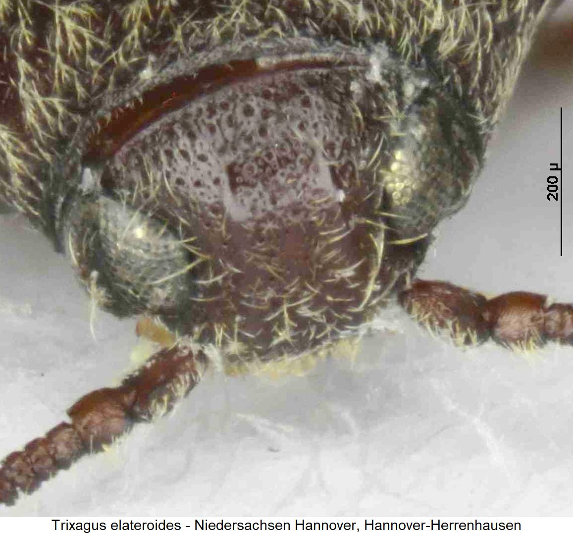 trixagus_elateroides_k.jpg