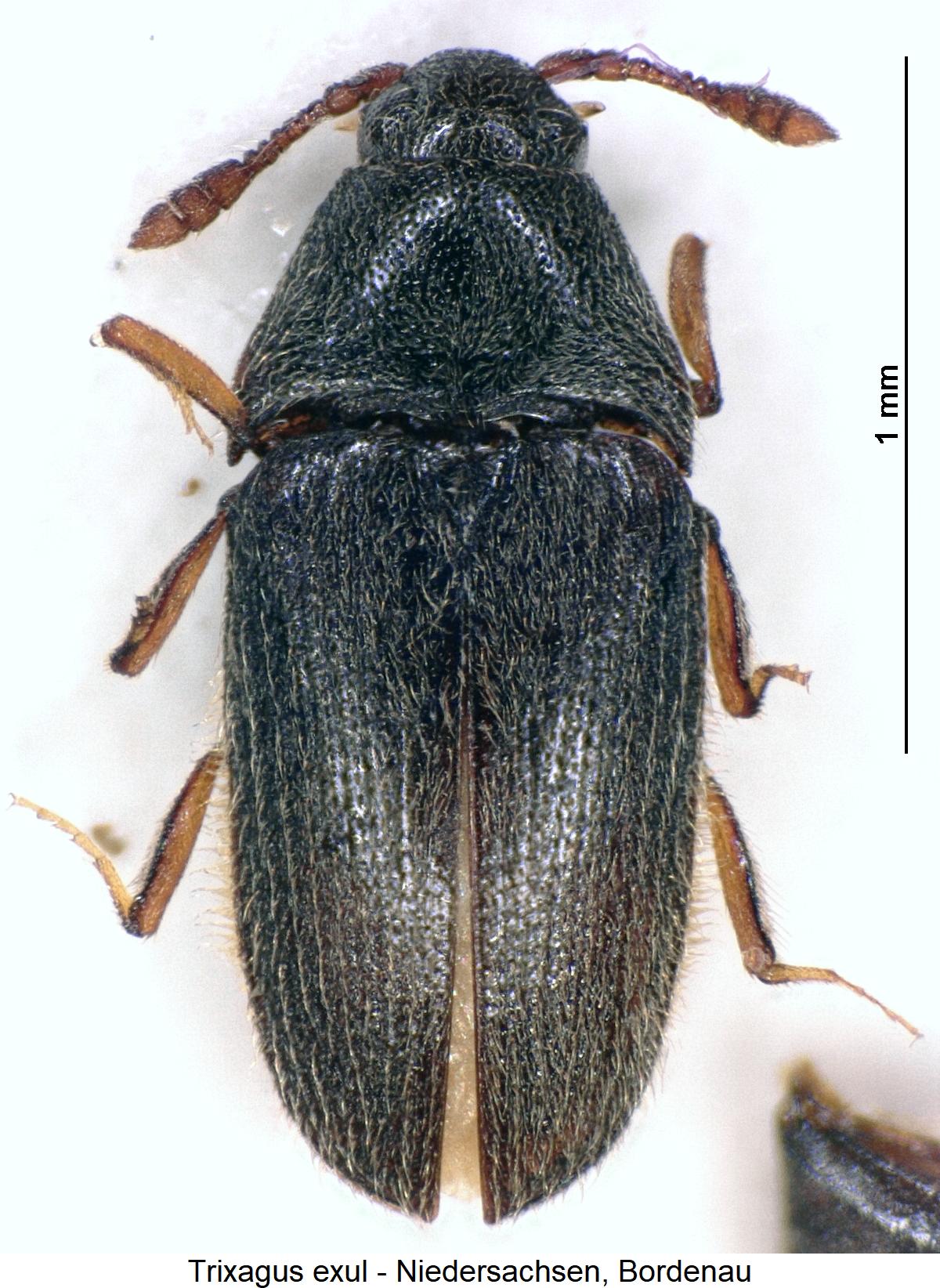 trixagus_exul_hab.jpg