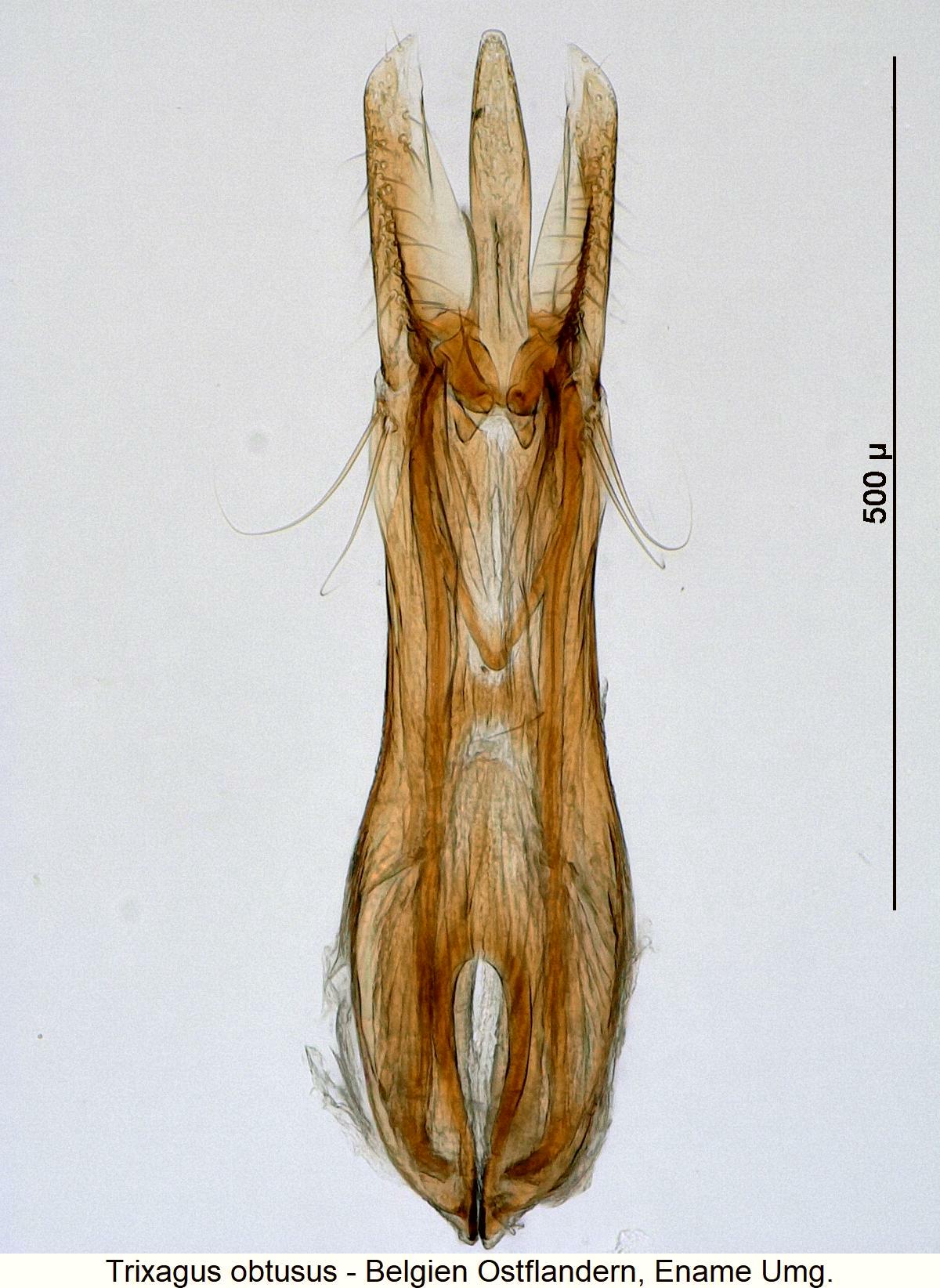 trixagus_obtusus6.jpg