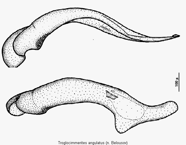 troglocimmerites_angulatus.gif