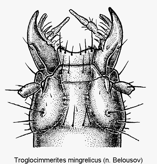 troglocimmerites_mingrelicus_k.gif
