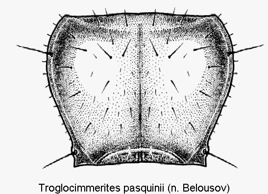troglocimmerites_pasquinii_hsch.gif
