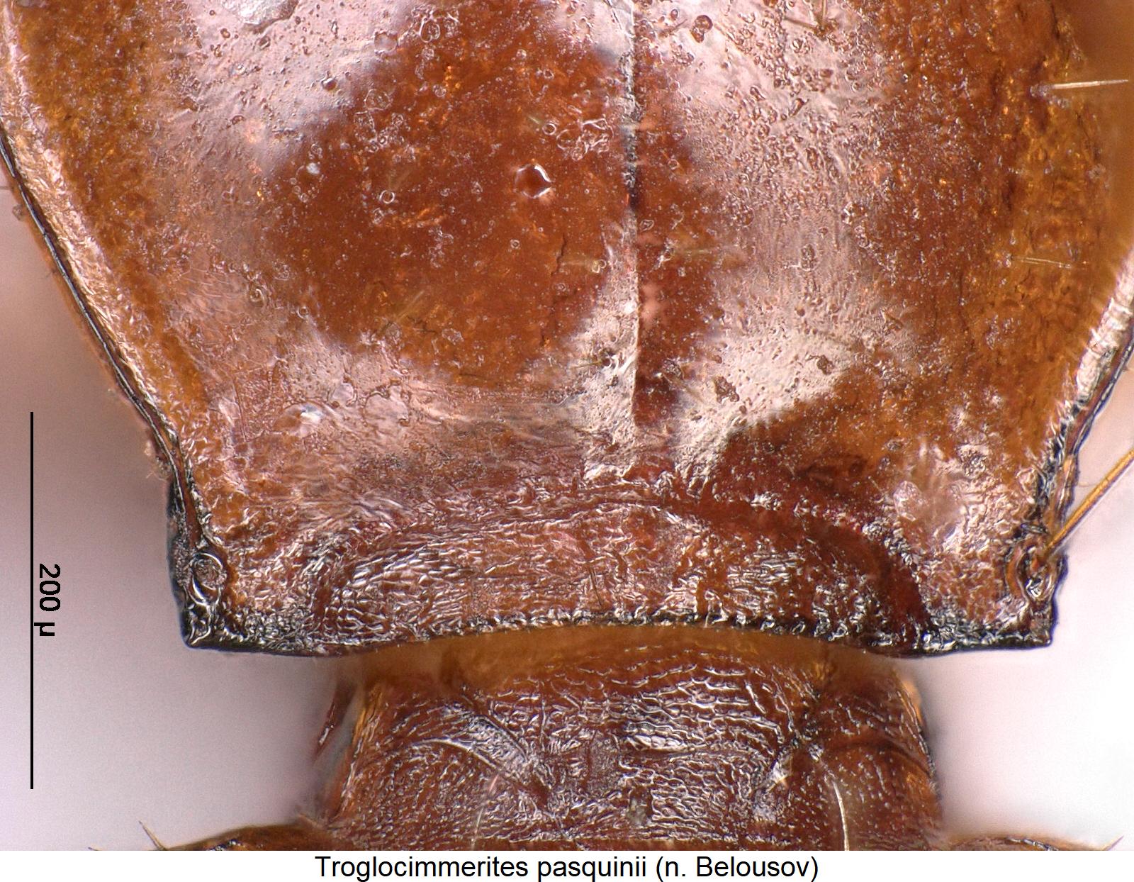 troglocimmerites_pasquinii_hsch.jpg