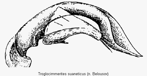 troglocimmerites_suaneticus.gif