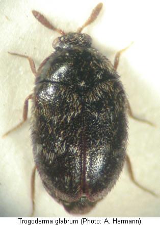 trogoderma_glabrum_hab.jpg