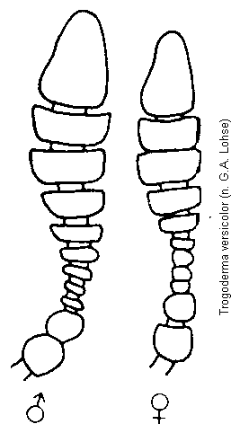 trogoderma_versicolor_f.gif