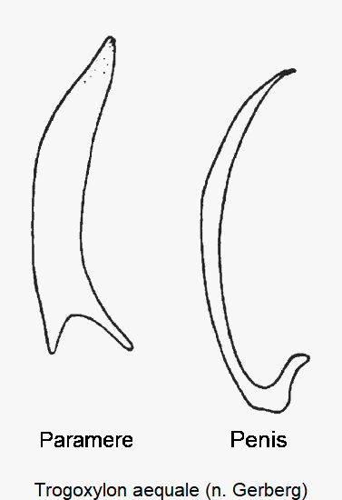 trogoxylon_aequale.gif