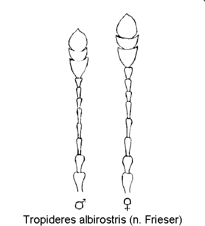 tropideres_albirostris_f.gif