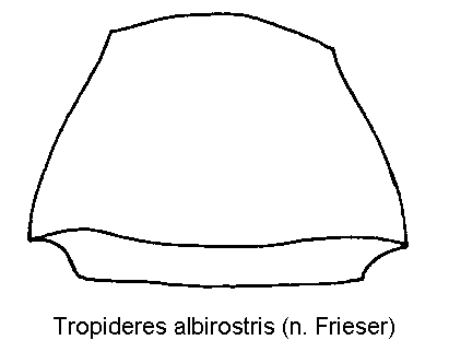 tropideres_albirostris_hsch.gif