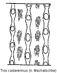 trox_cadaverinus_os.gif