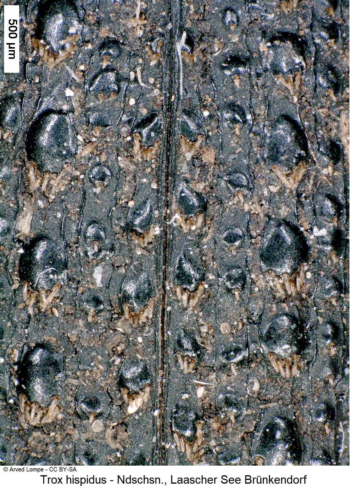 trox_hispidus_ck10318_fld.jpg
