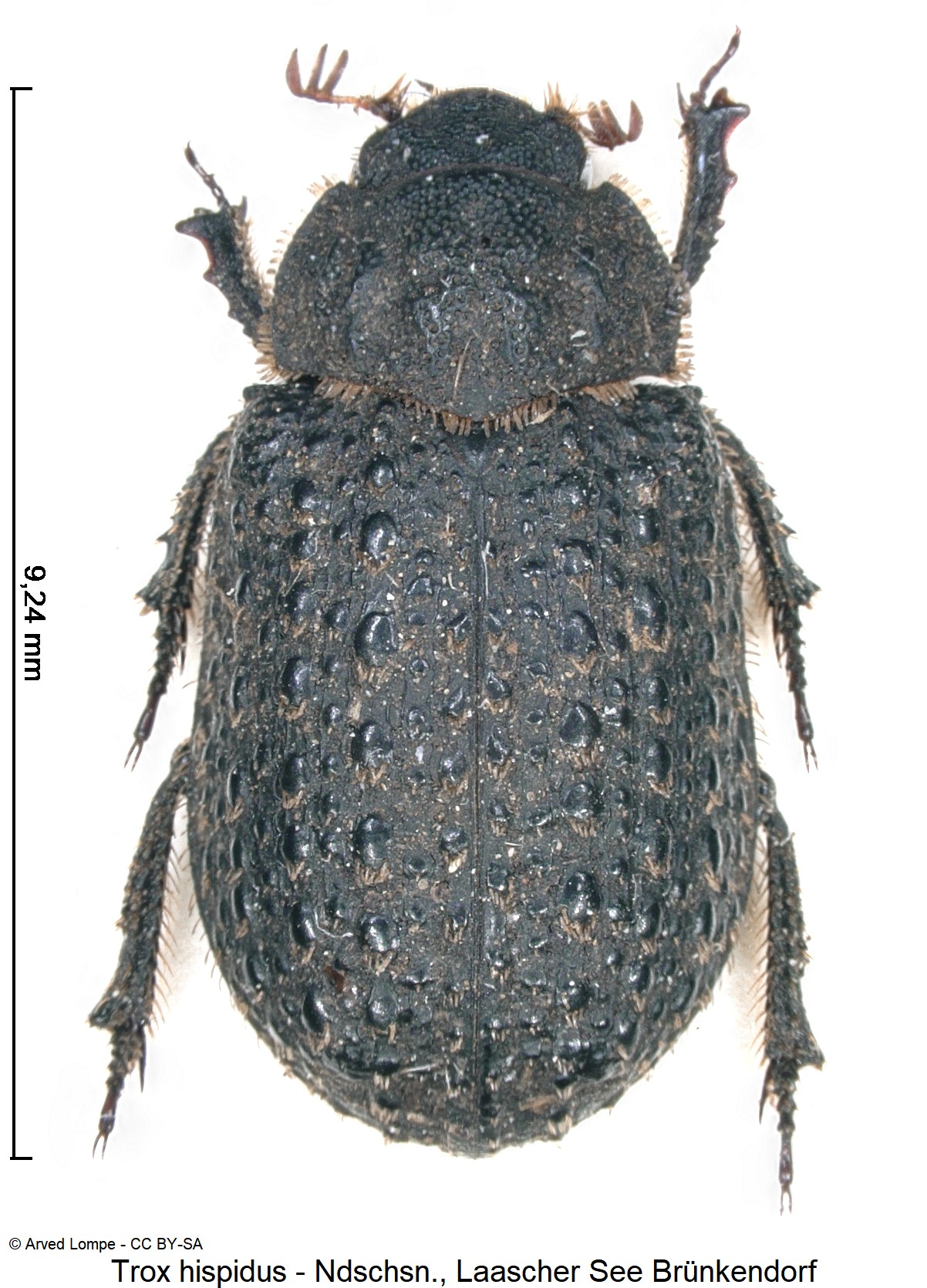 trox_hispidus_ck10318_hab.jpg