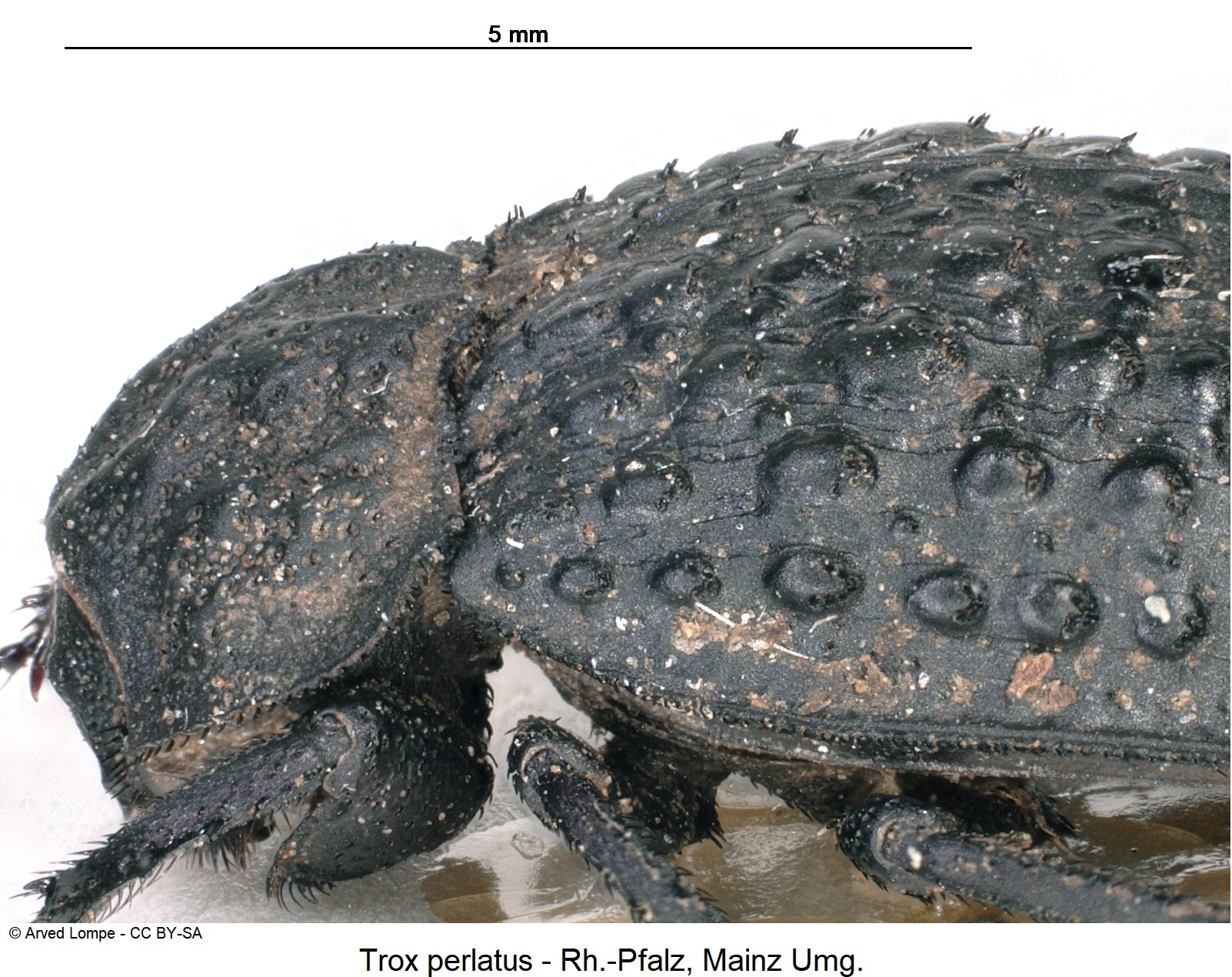 trox_perlatus_ck36206814_sa.jpg